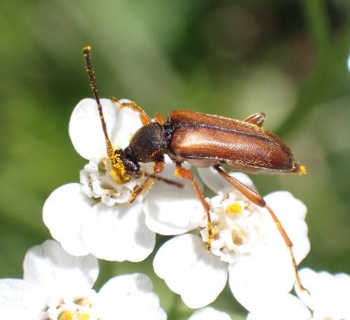Réf. 285 231 : Alosterna tabacicolor